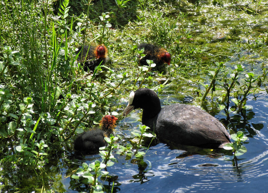 Bedrooms Ninfa Del Lago Posta Fibreno Bagian luar foto